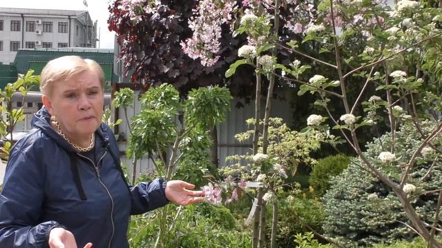 Декоративные яблони. смотреть онлайн