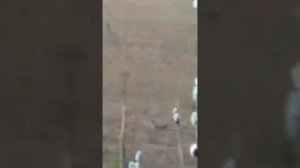 медведь в тульской области