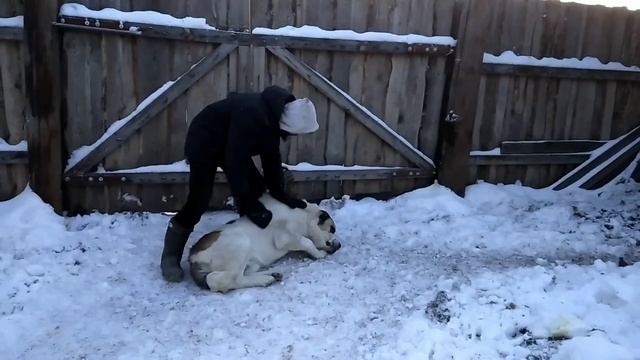 Холодный способ содержания КРС. Зимовка. Рассказываем об алабаях и кем заменим свиней.