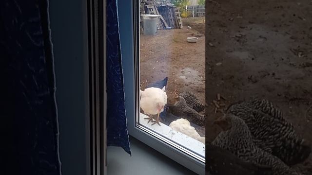 Доброе утро.mp4