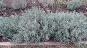 Лаванда. Обрезать или нет осенью?
