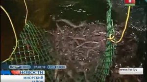 Рыбоводческая ферма по разведению угря