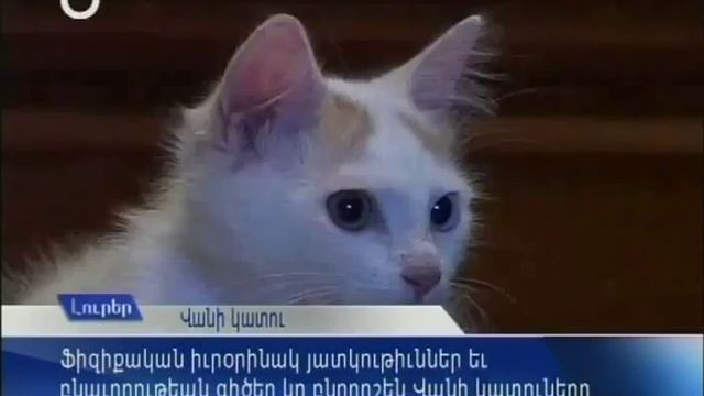 cat of Van смотреть онлайн