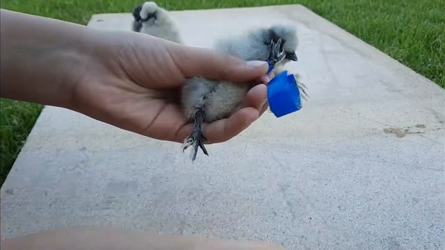 шпагатики у цыплят ВЫЗДОРОВЛЕНИЕ смотреть онлайн