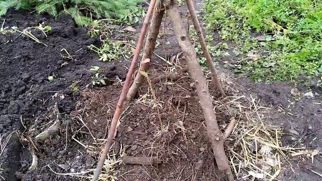 Сажаем под зиму: голубику, можевельник, сажаем, пересаживаем..….#голубика #можевельник смотреть онлайн