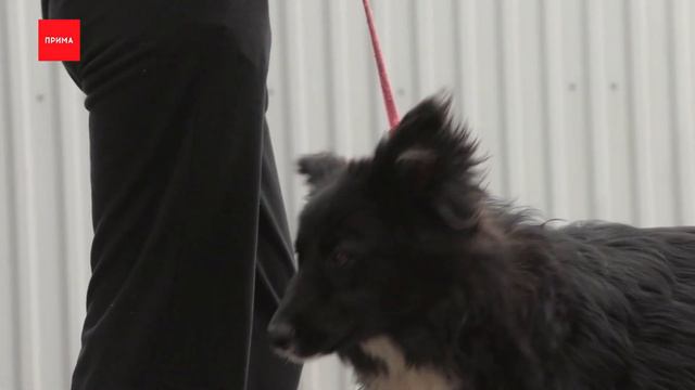 «ПовоДОГ»: Изумруд смотреть онлайн