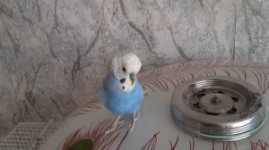 Учим попугая говорить / Урок 1 /Привет ! Как твои дела?