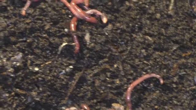 32 Заселение МАЛЬКА ДЕНДРОБЕНЫ смотреть онлайн