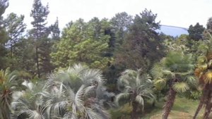 Дендропарк г Сухум