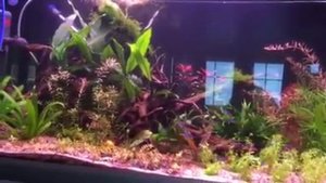 Added Hemianthus micranthemoides