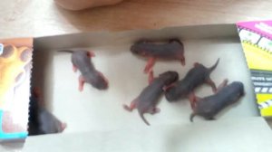 Новорожденные крысята.