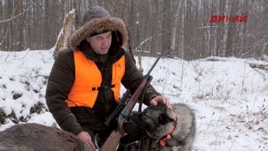 Норвежский элкхаунд на загонной охоте.