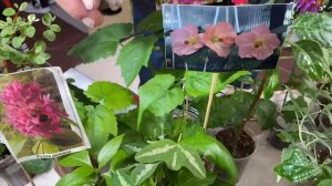 ВЫСТАВКА ЦВЕТОВ В КРАСНОДАРЕ/ТРК ГАЛАКТИКА /ОКТЯБРЬ 2021