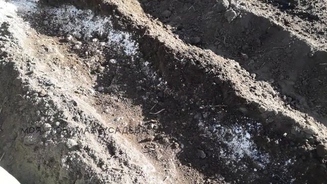 Посадка лука севока Правильно заправляем бороздки под посадку смотреть онлайн