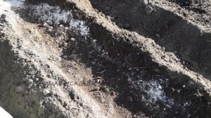 Посадка лука севока  Правильно заправляем бороздки под посадку