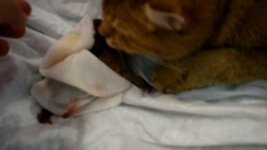 Роды у Британской Золотой кошки 2 часть . Уникальные кадры рождения!!!