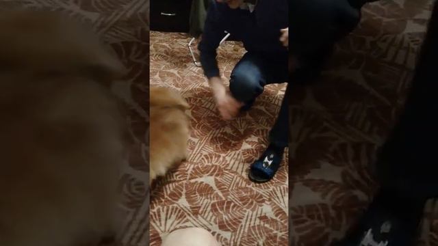 "Воспитание волкодава"😁 смотреть онлайн