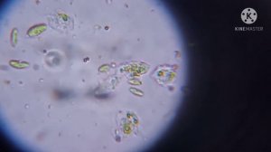 ВОДНЫЕ БАКТЕРИИ ПОД МИКРОСКОПОМ