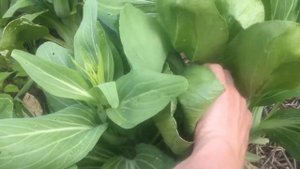 Что такое китайская капуста? Все о капусте.