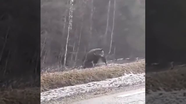 Нападение медведя на лося. Камчатка смотреть онлайн