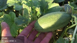 Дыня Дакаро F1