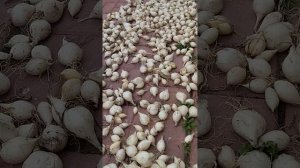 Лук шалот(семейный) Белая Королева, заказ по вацапу 9067064556