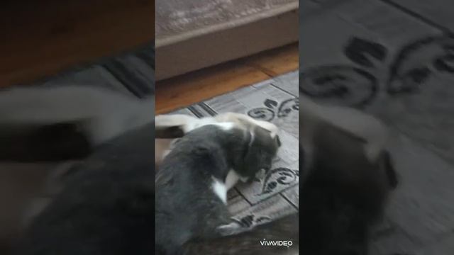 Тренування маленького Тома смотреть онлайн