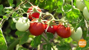 Томаты: черные, зеленые, полосатые, лохматые! Доброе утро. Фрагмент выпуска от 24.08.2021