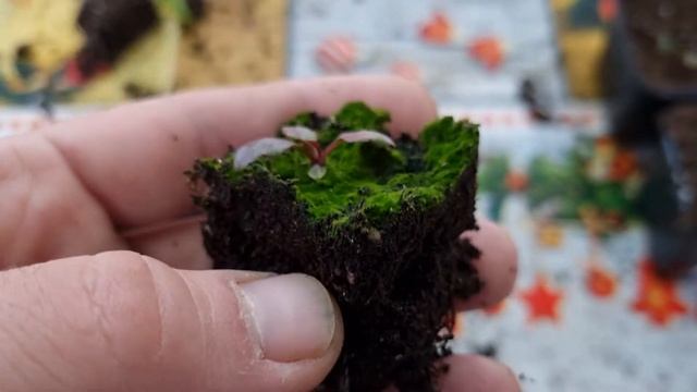 Многолетняя лобелия стала в росте, почему и как исправить?