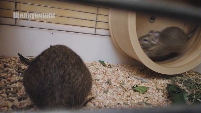 Интересные факты о дегу смотреть онлайн