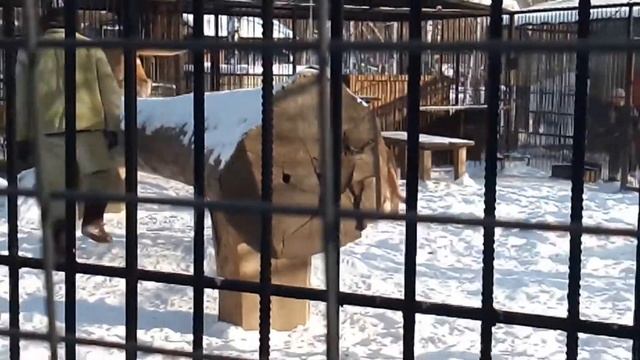 Зимний поход в Барнаульский зоопарк смотреть онлайн