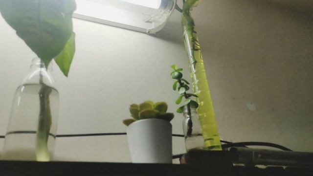 Growplant-1🌱INDOOR PLANTSeasyగా ఎలాGrow?? Beginners guide for indoor plants|water propagation #plan смотреть онлайн