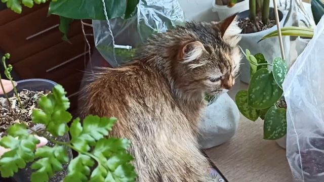 Папоротник румора - кожаный папоротник смотреть онлайн