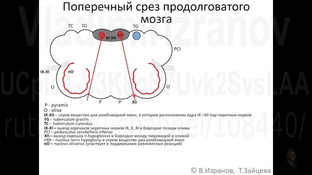 Внутреннее строение продолговатого мозга. смотреть онлайн