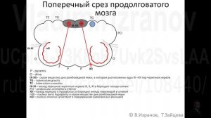 Внутреннее строение продолговатого мозга.