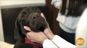 Укротить Бруню: миссия выполнима! Доброе утро. Фрагмент выпуска от 18.01.2019