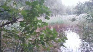 Змея плывет под водой