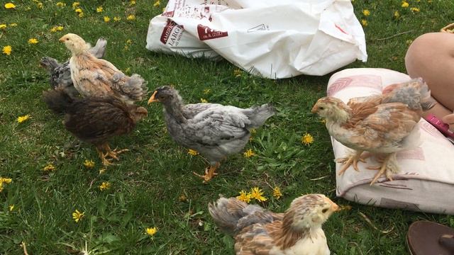 Chicks Salmon Faverolls Lavender Olive Egger Welsummer Chickens White Runner Ducks Ducklings Play смотреть онлайн