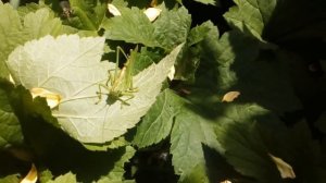 🎼🎶🎶🎶 В траве сидел кузнечик🎶Совсем , как огуречик🎶😄😊 зелёненький он был...