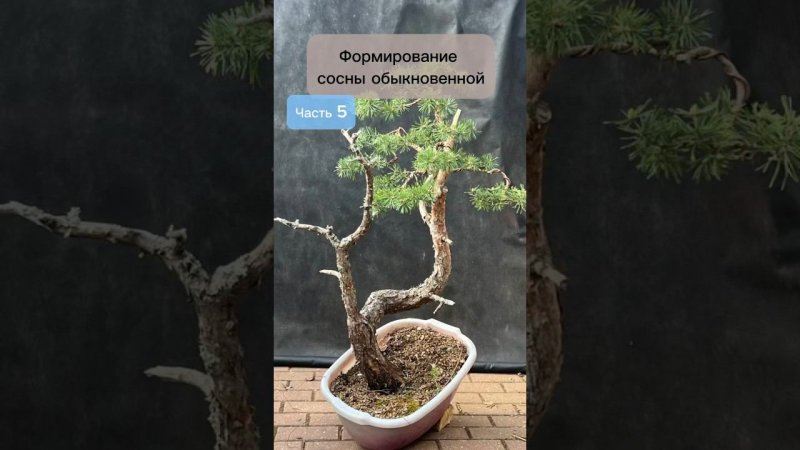 Формирование сосны обыкновенной. Часть 5. #bonsai #бонсай #ниваки #сад #хвойные #андрейдарусенков
