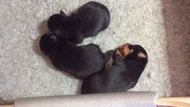 Sleeping Puppies One Week Old смотреть онлайн