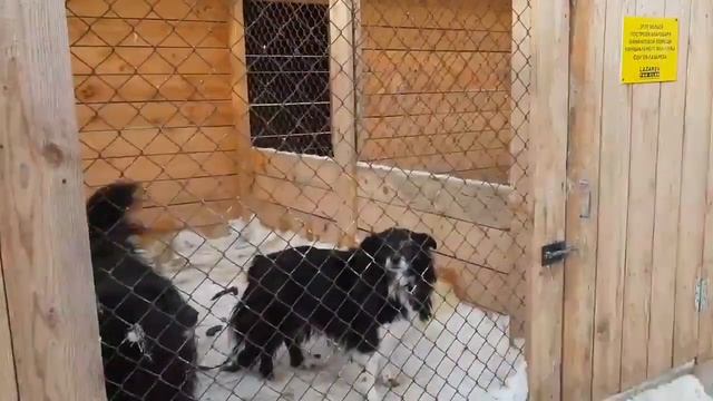 Городской приют для бездомных животных г. Новосибирска