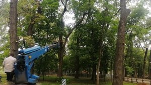 Работа арбориста.