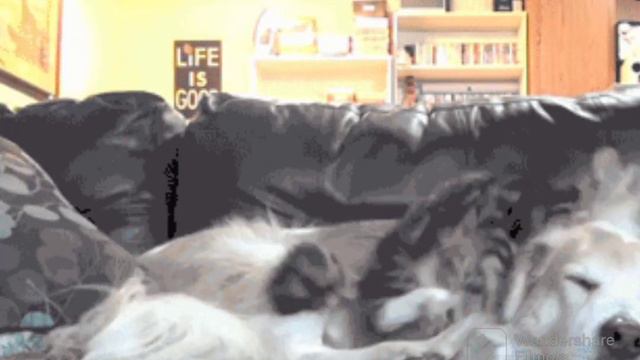 20 забавных игры кошек собак и щенков и животные мир смотреть онлайн