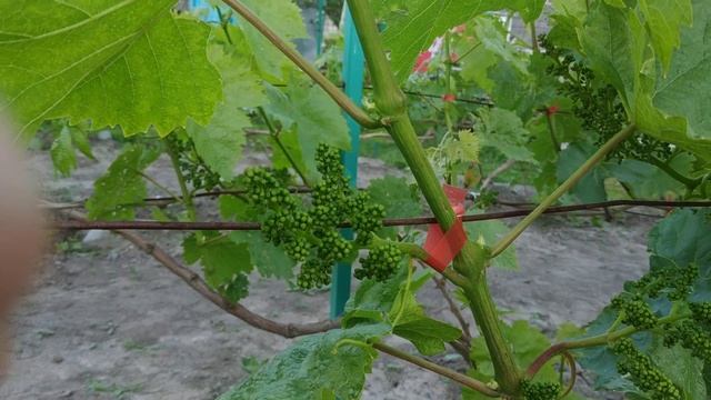 Виноград.Что надо сделать перед цветением . смотреть онлайн