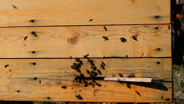 Пчелиный улей смотреть онлайн