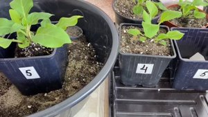 Пересаживаю петунии