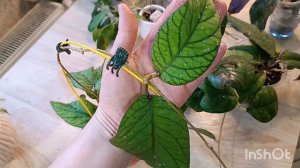 обзор растений ( hoya deykei, walliniana variegata , Meredithii Green, АН30 и другие)