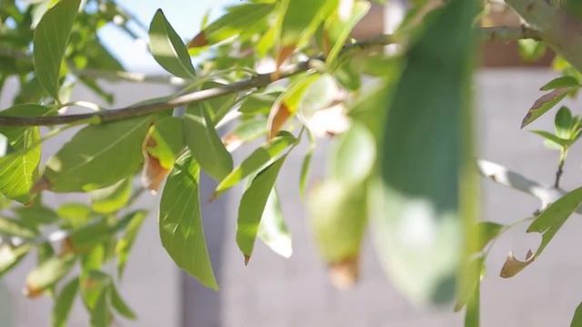 Pentax K-x HD Video Quality Level Setting Comparison смотреть онлайн