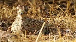 Авдотка - Burhinus oedicnemus